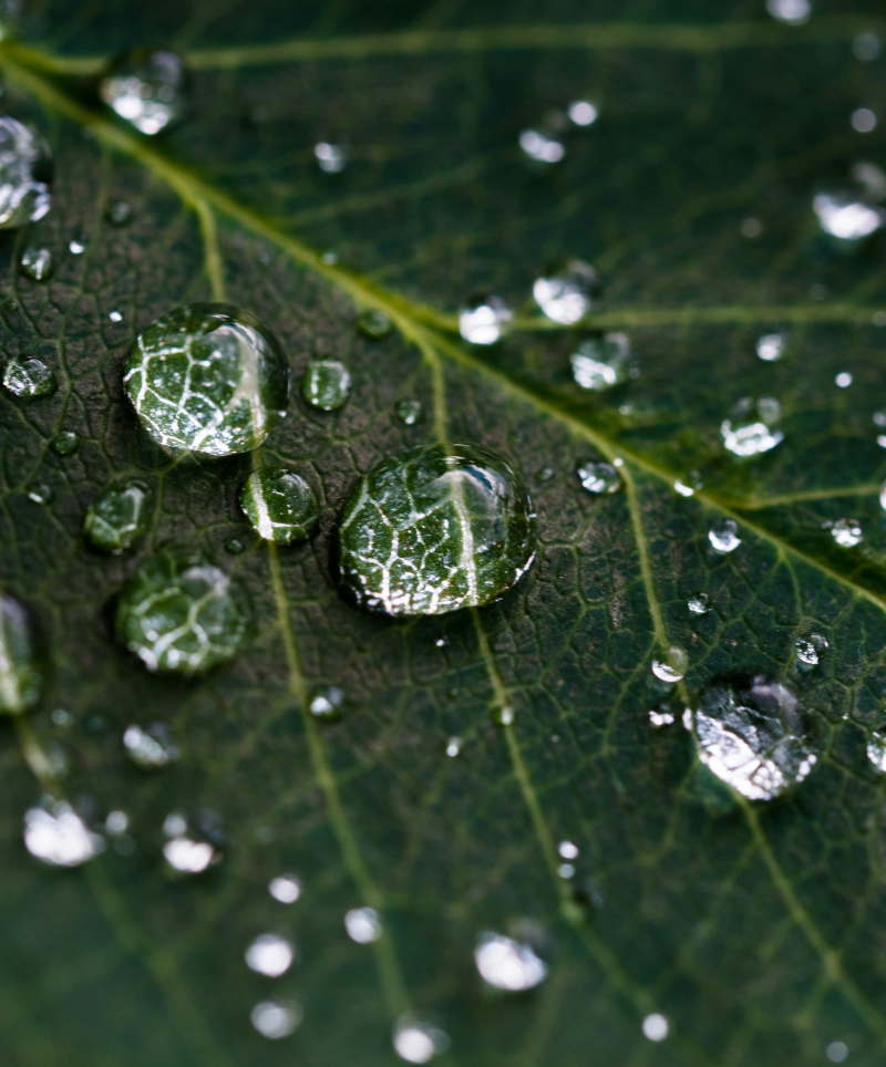 krople wody na liściu